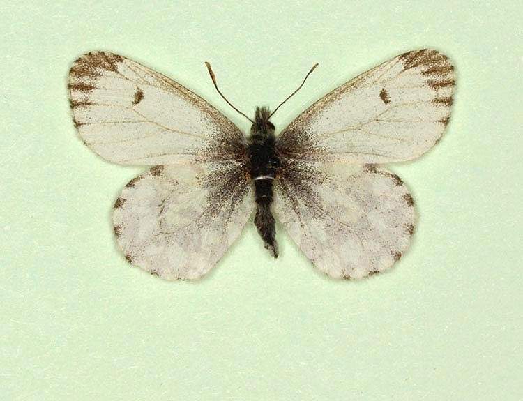 Anthocharis cardamines female (aberrant form lineata) (Internet Image property of respective owner, non-commercial use only)